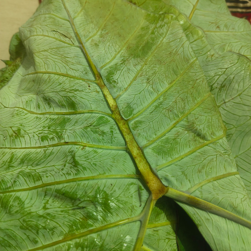 patra recipe